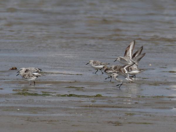 <h3><a href="/trips/ebro/biota/animalia/chordata/aves/024 charadriiformes/015 scolopacidae/calidris alba/calidris alba-nl.html">Calidris&nbsp;alba</a> / Sanderling / Drieteenstrandloper</h3>OM-1 Mark II met M.300mm F4.0 + MC-14, 1/2000 sec  bij F5.6, ISO 250
